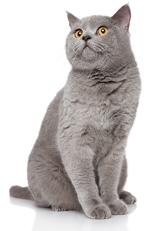 gato-petscop-laboratorio-veterinario